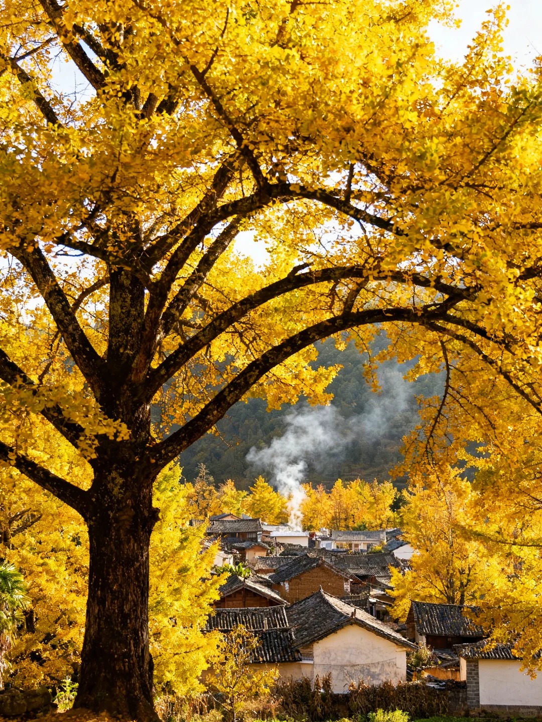 云南腾冲银杏村｜坠入金色童话世界✨_3_晚和风_云南-来自52tours 我爱旅游网